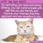 WTF Fun Fact - Slow Blink To Communicate With Cats