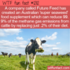 WTF Fun Fact – Cows And Super Seaweed