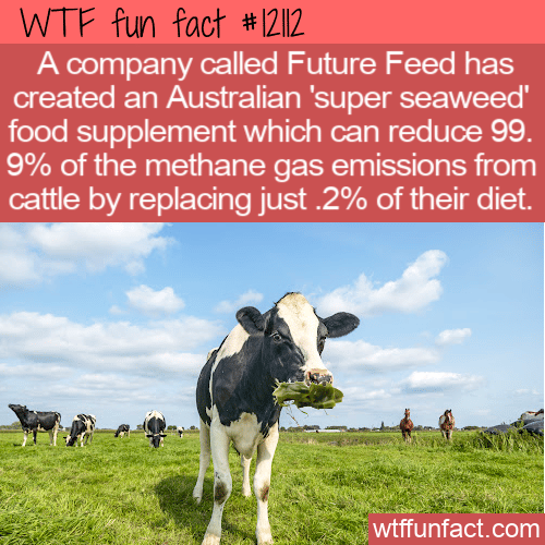 WTF Fun Fact - Cows And Super Seaweed