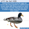 WTF Fun Fact – How Can Fish Magically Appear In Bodies Of Water?
