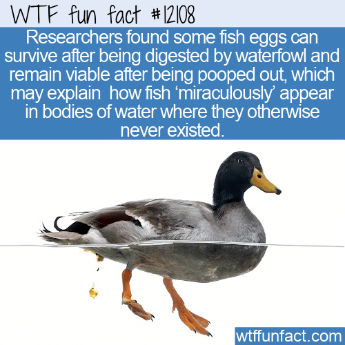 WTF Fun Fact - How Can Fish Magically Appear In Bodies Of Water_