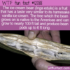 WTF Fun Fact – Ice Cream Bean