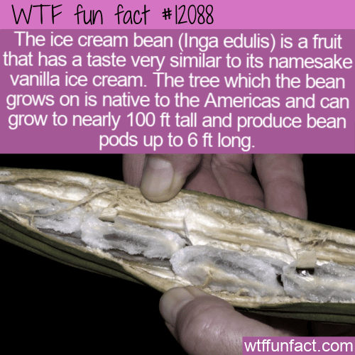 WTF Fun Fact - Ice Cream Bean
