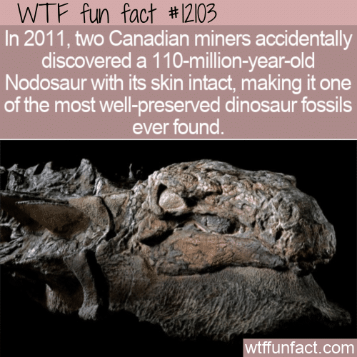 WTF Fun Fact - Nodosaur Mummy