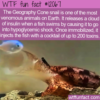 WTF Fun Fact – The Deadly Cone Snail