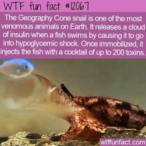 WTF Fun Fact - The Deadly Cone Snail