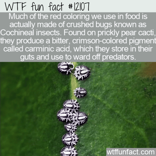 WTF Fun Fact -The Red Color From Cochineal Insects
