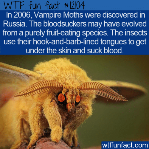 WTF Fun Fact - Vampire Moths