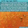 WTF Fun Fact – Why Hexagon Honeycombs?