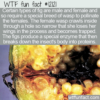 WTF Fun Fact – Dead Wasps In Figs