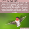WTF Fun Fact – Hummingbirds That Double Their Size