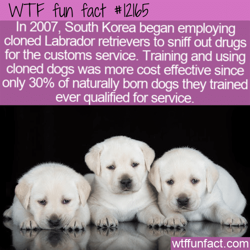 WTF Fun Fact - South Korean Cloned Drug Sniffing Dogs