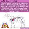 WTF Fun Fact – A “Heart” In Each Horse Hoof