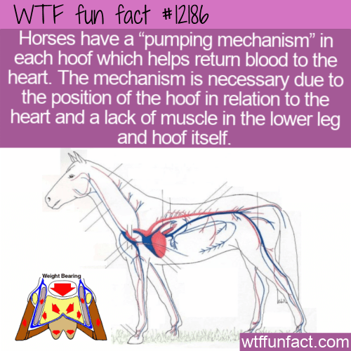 WTF Fun Fact - A _Heart_ In Each Horse Hoof
