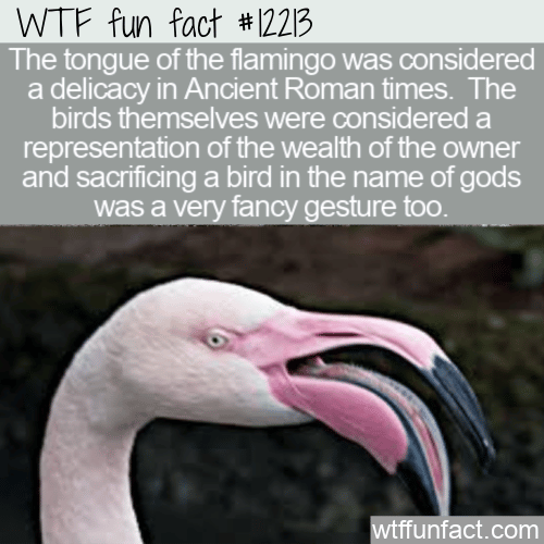 WTF Fun Fact - Flamingo Tongue