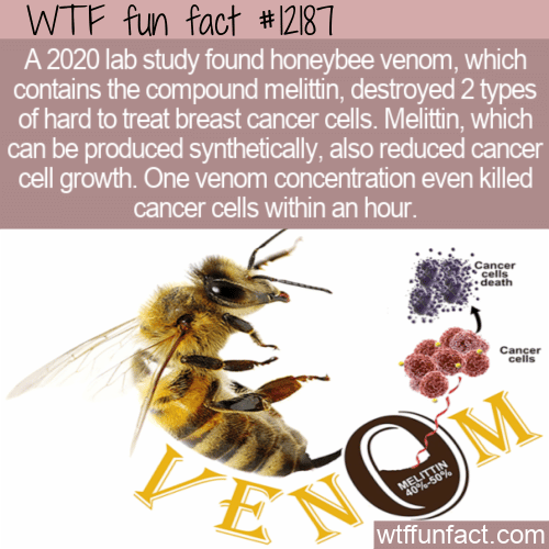 WTF Fun Fact - Honeybee Venom Kills Cancer Cells