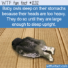 WTF Fun Fact – How A Baby Owl Sleeps