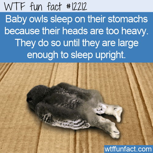 WTF Fun Fact - How A Baby Owl Sleeps