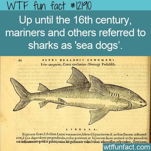 WTF Fun Fact - Sea Dogs