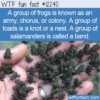 WTF Fun Fact – Army Of Frogs