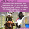 WTF Fun Fact – Banana Derby