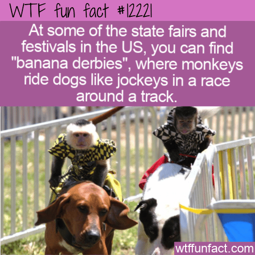 WTF Fun Fact - Banana Derby