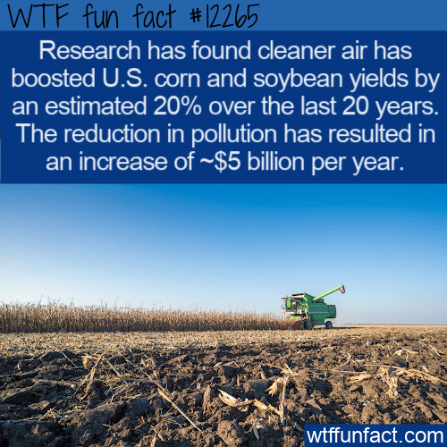 WTF Fun Fact - Clean Air = More Corn