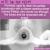 WTF Fun Fact – Fermilab’s Ferret Felicia
