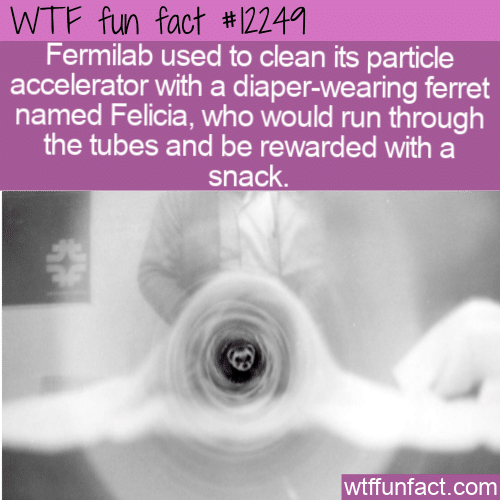 WTF Fun Fact - Fermilab's Ferret Felicia