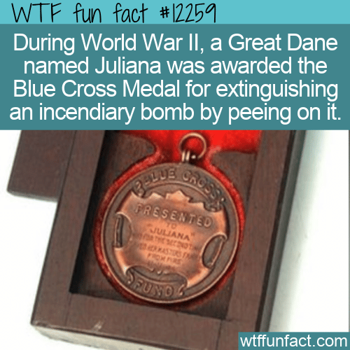 WTF Fun Fact - Great Dane Earns Blue Cross