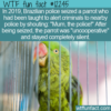 WTF Fun Fact – Papagaio do Tráfico