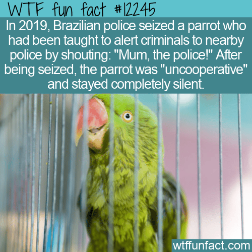 WTF Fun Fact - Papagaio do Tráfico