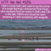 WTF Fun Fact – Pink Floyd The Flamingo