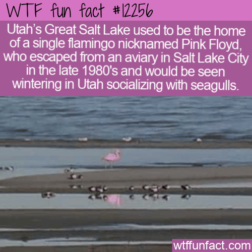 WTF Fun Fact - Pink Floyd The Flamingo