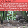 WTF Fun Fact – Pygmy Hog