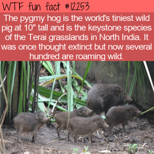 WTF Fun Fact - Pygmy Hog