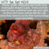 WTF Fun Fact – Rectangular Pupils