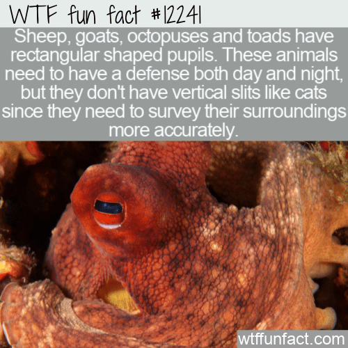 WTF Fun Fact - Rectangular Pupils