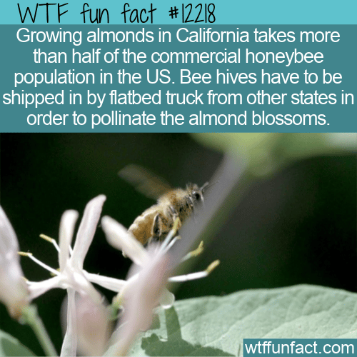 WTF Fun Fact - Ship Bees