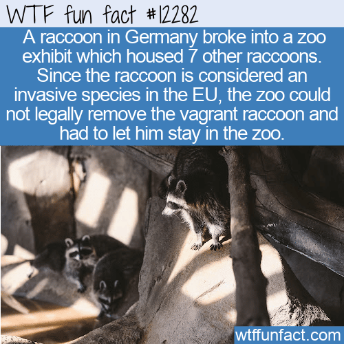 WTF Fun Fact - Raccoon Finds New Home In Zoo
