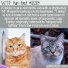WTF Fun Fact – Tabby Cat