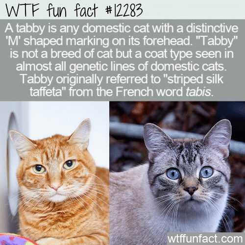 WTF Fun Fact - Tabby Cat