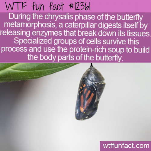 WTF Fun Fact - Butterfly Metamorphosis