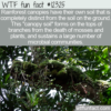 WTF Fun Fact – Canopy Soil