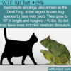 WTF Fun Fact – Devil Frog