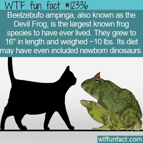 WTF Fun Fact - Devil Frog