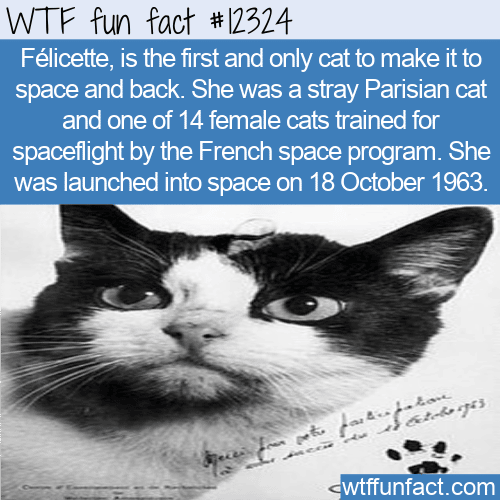 WTF Fun Fact - Felicette Space Cat