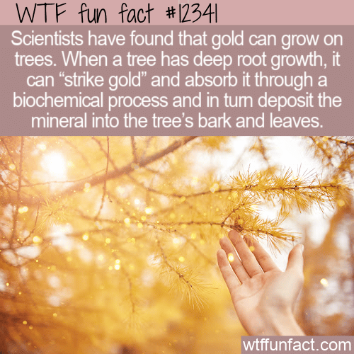 WTF Fun Fact - Gold On Tree