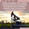 WTF Fun Fact – Petroleum Outlook