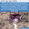 WTF Fun Fact – Underground Orchid